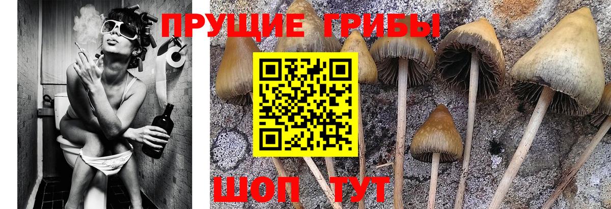 Реутов  Псилоцибиновые грибы Psilocybine cubensis  Вход с VPN 